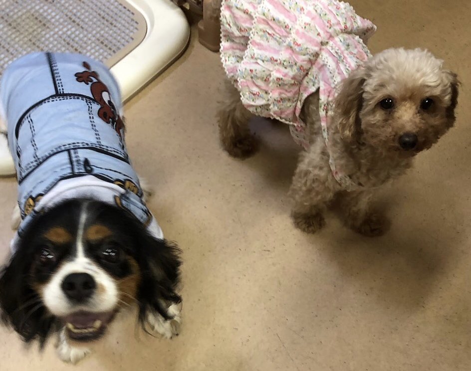 🍉夏休みに保護犬🐶保護猫🐱達の里親になろう✨2019,8,17
